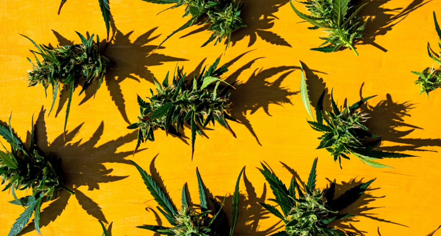 Cannabis Legalization in North America - The Truweigh Blog - Gavel Marijuana Leaf Weed Judge Legal